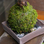 桜苔玉焼き締め器20110317e