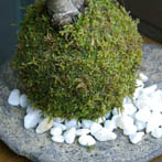 桜苔玉くらま岩20110222c