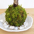 旭山桜苔玉楕円白粉引器201701d