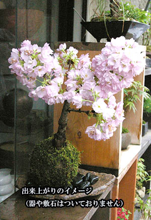 旭山桜苔玉キット20161108c