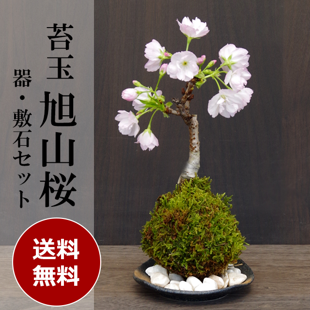 2026年開花終了】送料無料でお届け！桜・・・そう聞くだけで心和む景色