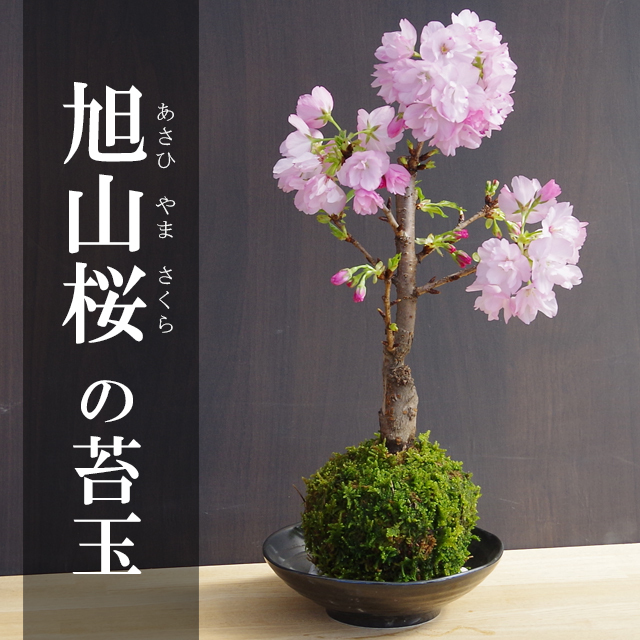 旭山桜苔玉