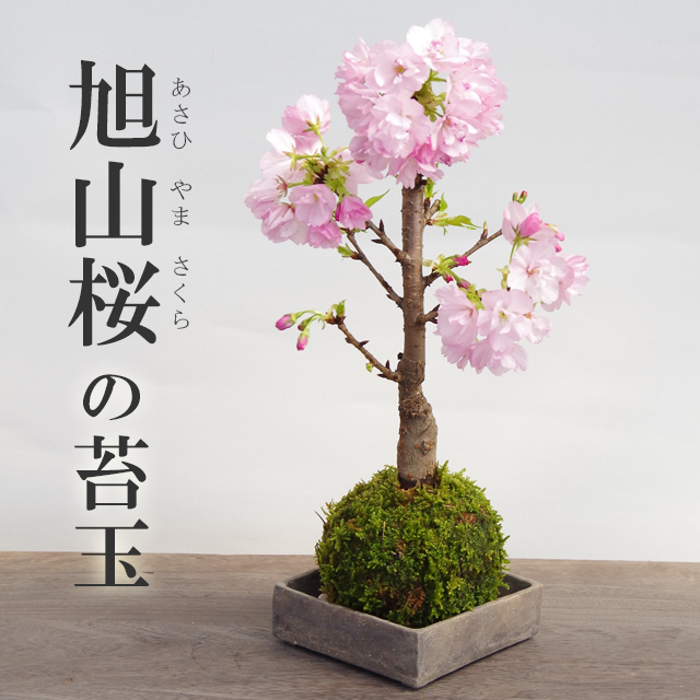 旭山桜苔玉