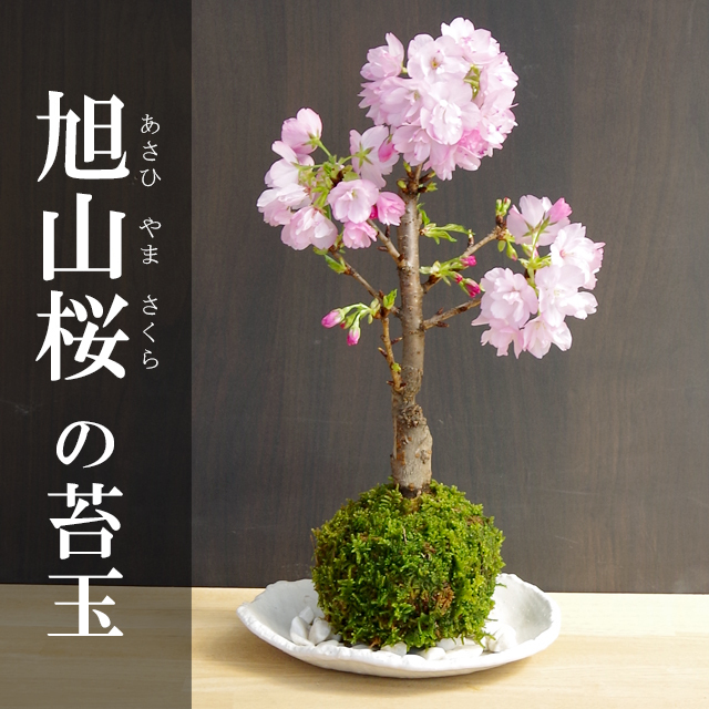 旭山桜苔玉