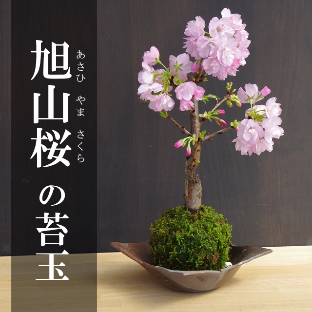 旭山桜苔玉