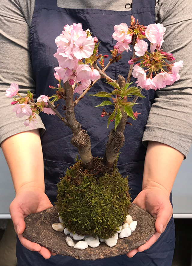 2026年開花終了】桜・・・そう聞くだけで心和む景色を貴方のもとへ【桜