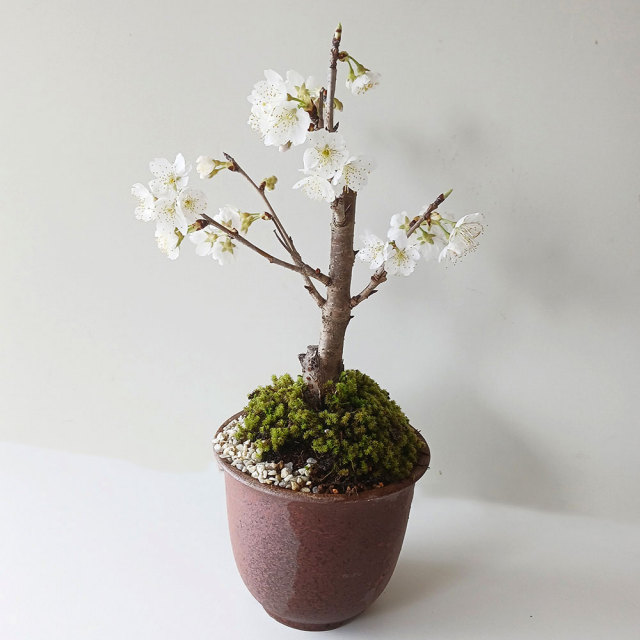 さくら  ミルモでポン！ sakuranbo_e.jpg?t=20240325155533