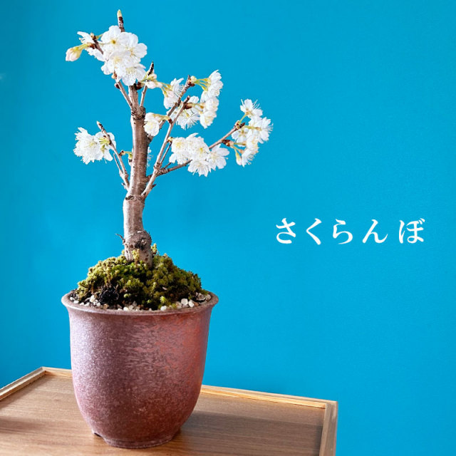 2025年開花終了】送料無料。盆栽 サクランボ 花を愛で実を