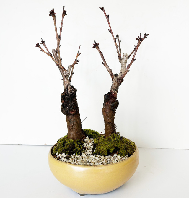 旭山桜二本植え万古黄陶器鉢