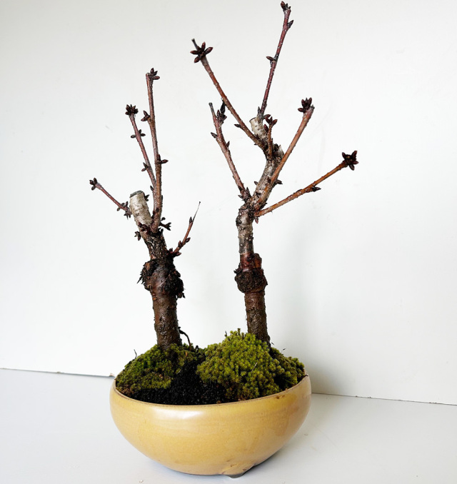 旭山桜二本植え万古黄陶器鉢