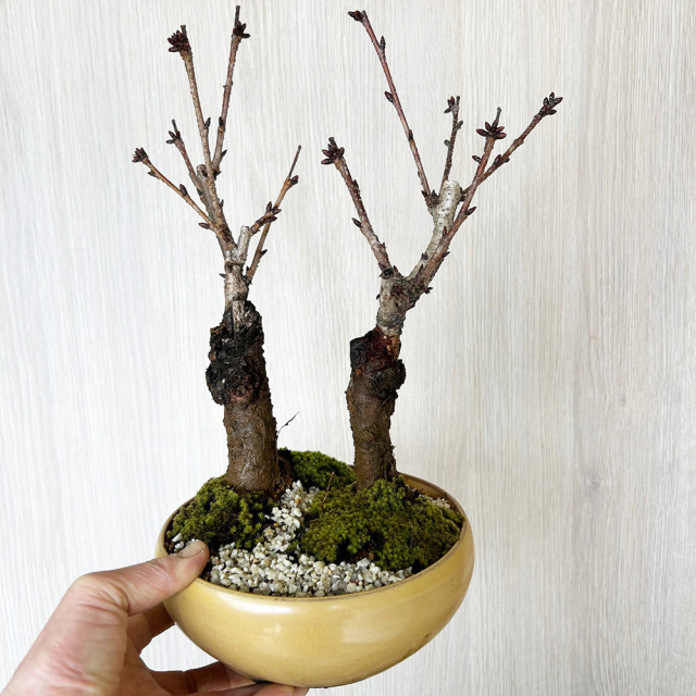 旭山桜二本植え万古黄陶器鉢