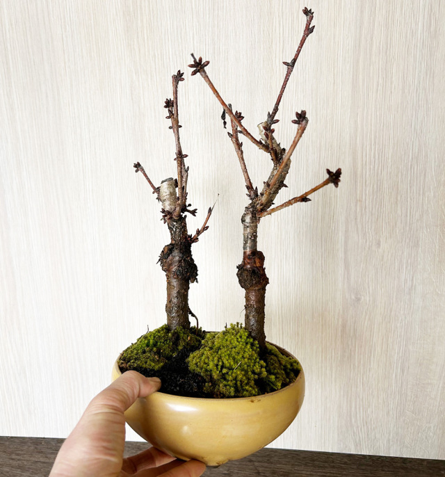 旭山桜二本植え万古黄陶器鉢