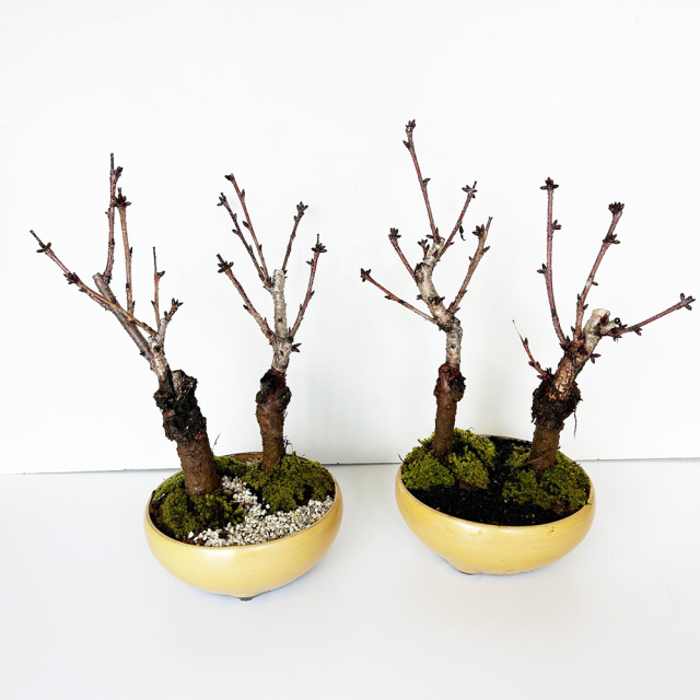 旭山桜二本植え万古黄陶器鉢
