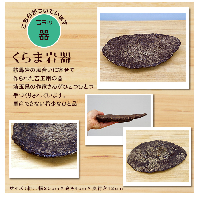 清姫苔玉