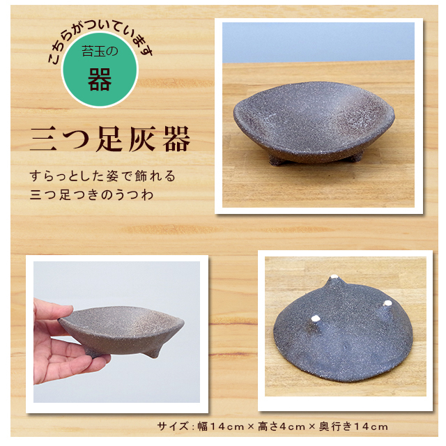 独特の樹形が人気【ガジュマルの苔玉・三つ足灰器セット】