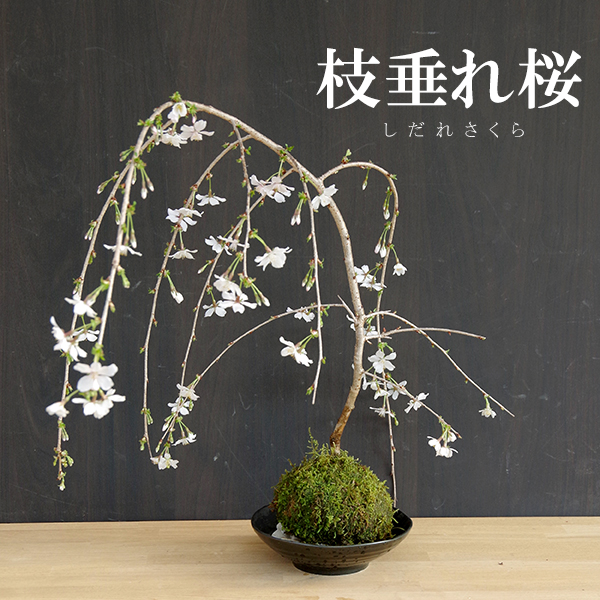 枝垂れ桜　苔玉