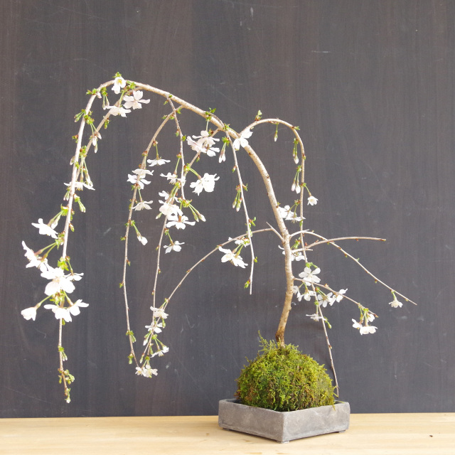 枝垂れ桜　苔玉