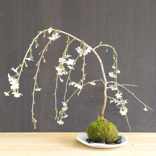 枝垂れ桜　苔玉