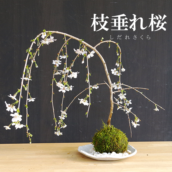 枝垂れ桜　苔玉