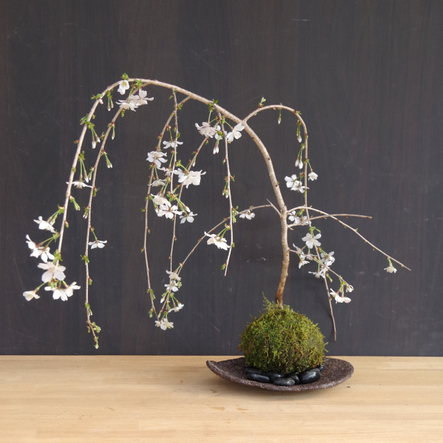 枝垂れ桜　苔玉