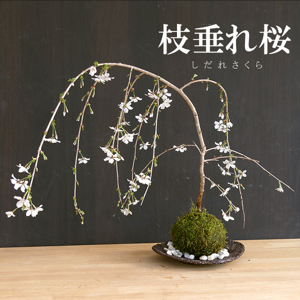 枝垂れ桜　苔玉