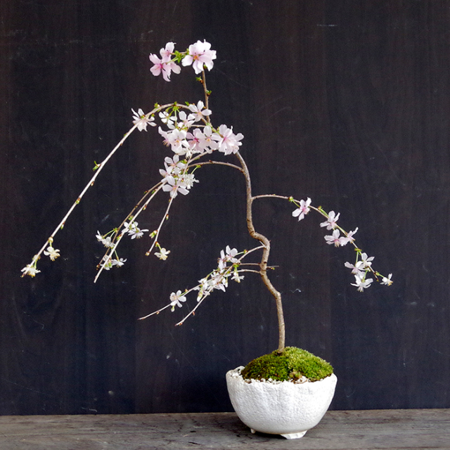 枝垂れ桜