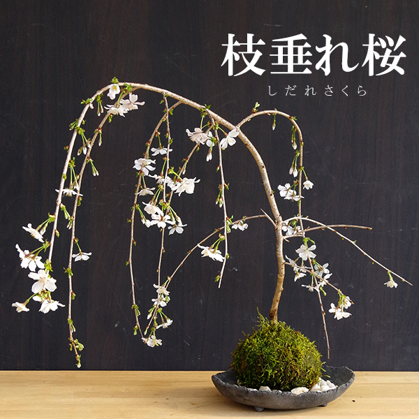 枝垂れ桜　苔玉