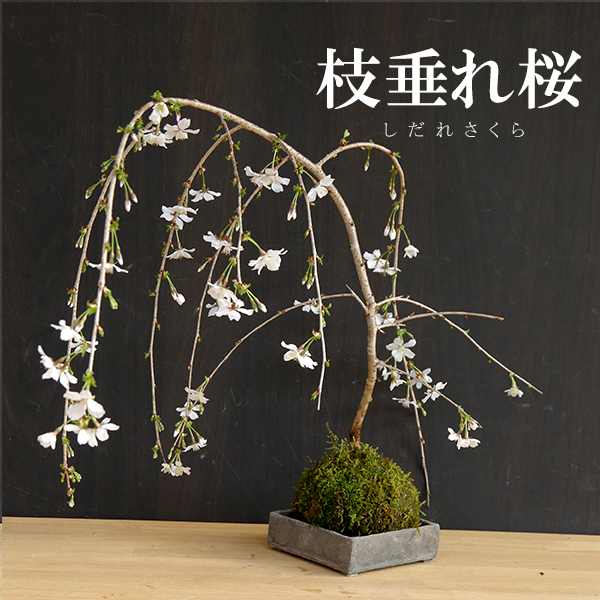 枝垂れ桜　苔玉