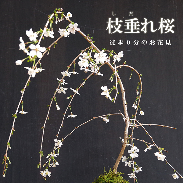 枝垂れ桜　苔玉