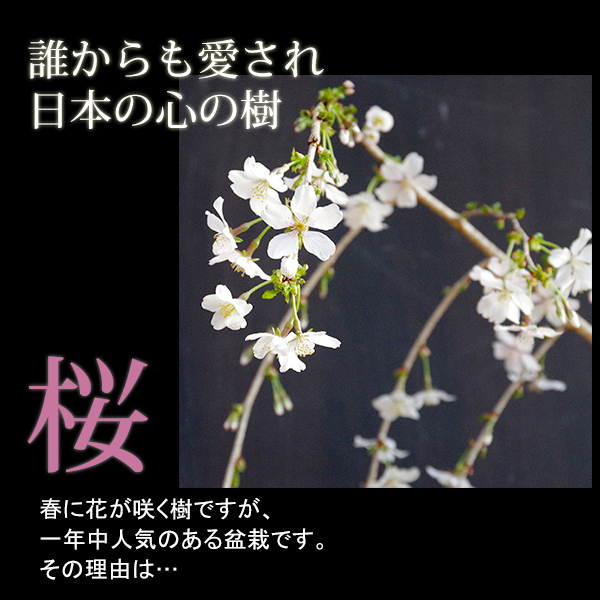 枝垂れ桜　苔玉