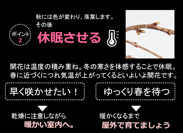 しだれさくら
