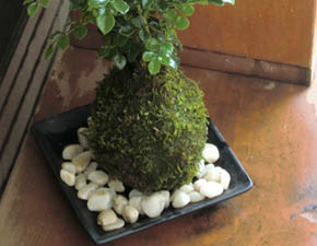 シマトネリコ20110411h