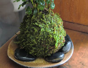 シマトネリコ20110411i