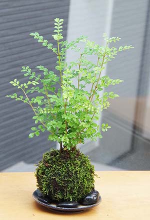 シマトネリコ苔玉201307c