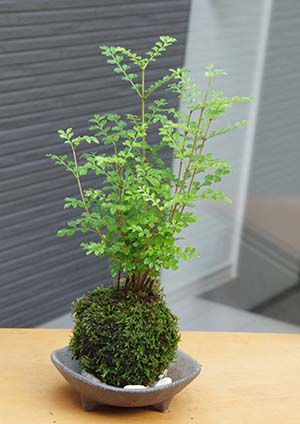 シマトネリコ苔玉三つ足灰器201307c
