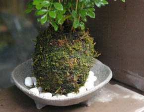 シマトネリコ苔玉三つ足灰器h