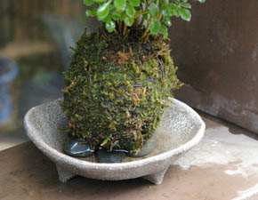 シマトネリコ苔玉三つ足灰器i