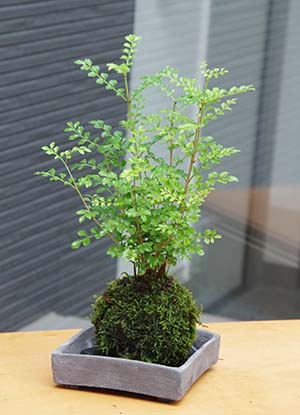 シマトネリコ苔玉焼締角器201307c