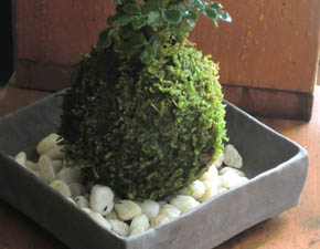 シマトネリコ焼締角器h