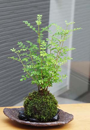 シマトネリコ苔玉くらま岩噐201307c