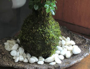 シマトネリコ苔玉くらま岩器h
