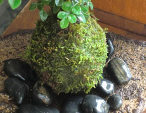 シマトネリコ苔玉くらま岩器i