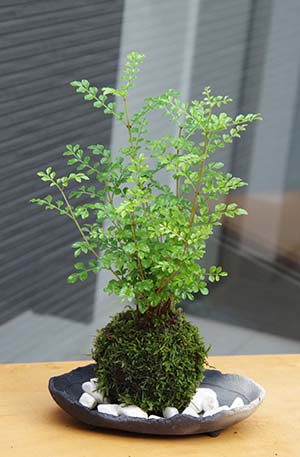 シマトネリコ苔玉真山茜20130710c