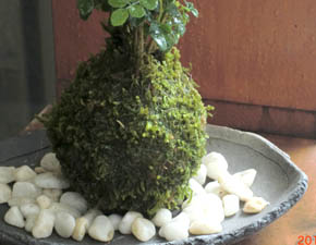 シマトネリコ苔玉炭化焼締鉢h