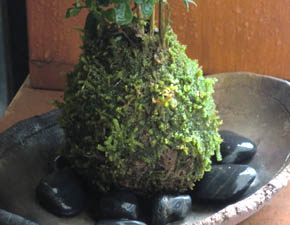 シマトネリコ苔玉炭化焼締鉢i