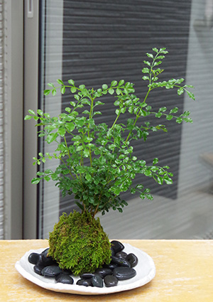 シマトネリコ苔玉楕円白粉引器2016c