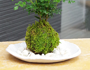 シマトネリコ苔玉楕円白粉引器2016h