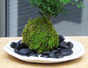 シマトネリコ苔玉楕円白粉引器2016i