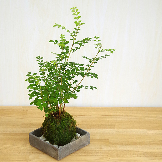 シマトネリコ苔玉201610焼締角器