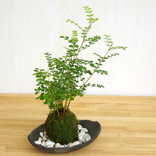 シマトネリコ苔玉201610炭化焼締器